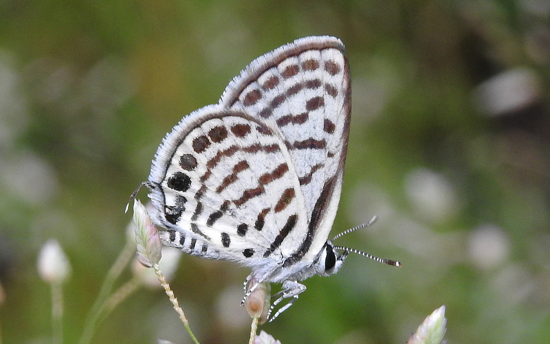 Butterflies